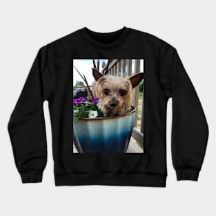 Ella Miniature Yorkshire Terrier :: Canines and Felines Crewneck Sweatshirt